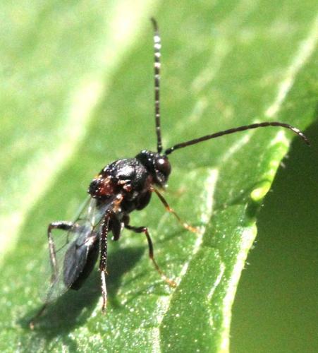 Callaspidia sp.
